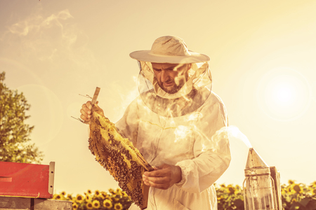 A beekeeper checking his hiveの写真素材