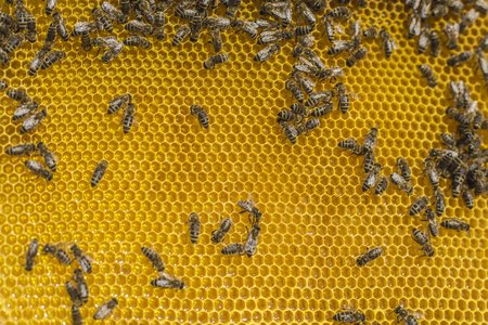 Beekeepingの写真素材