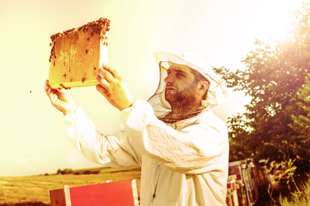 A beekeeper in veil at apiary among hives in Summer, sunny day.の写真素材