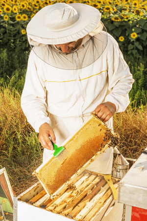 A beekeeper checking his hiveの写真素材