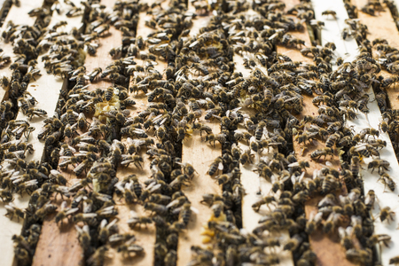 Honeybees working at their hiveの写真素材
