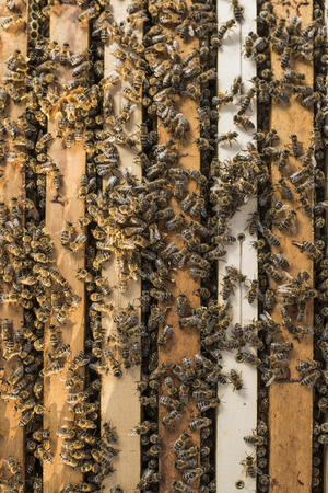 Honeybees working at their hiveの写真素材
