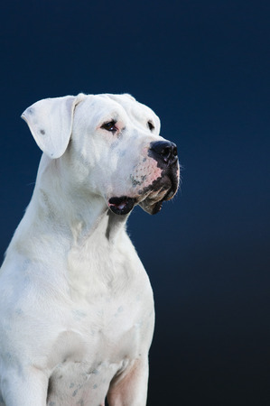 White dogの写真素材