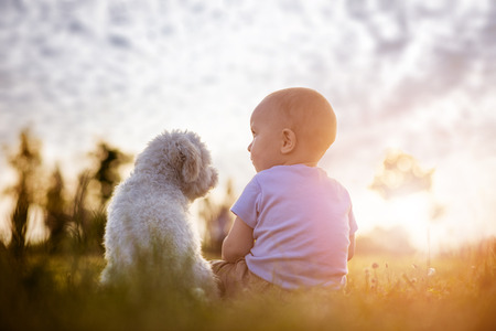 Little boy and white puppy outdoors in summerの写真素材