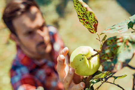 Young man picking apples in his orchard. He examining the apple production.の写真素材