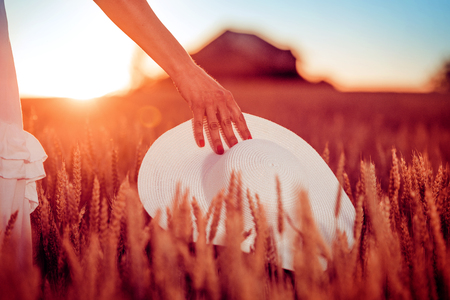 Woman's hand touch wheat ears at sunset.の写真素材