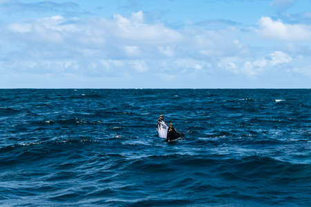 whale jumps in Dominican republicの写真素材