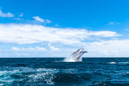 whale jumps in Dominican republicの写真素材