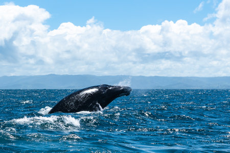 whale jumps in Dominican republicの写真素材