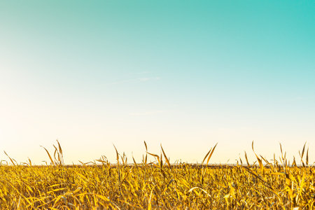 field with grass in golden summer flowersの写真素材