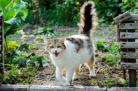 Cute cat outsideの写真素材