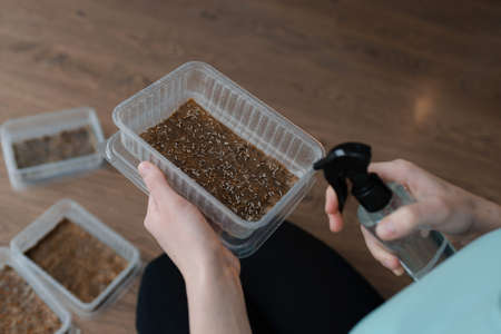 Microgreen seeds are ready for growing in containers