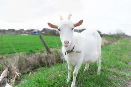 An old ax for wood chopping on a tableの写真素材