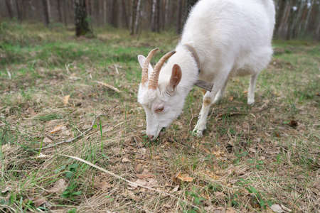 A white goat is eating grass in a forest. agriculture conceptの写真素材