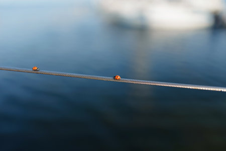 Two ladybugs are going to meet each other on the sea background. Insect's love
