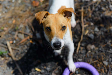 A dog brought the owner a puller for further play