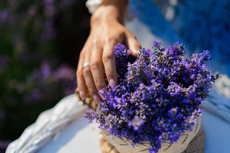 A bouquet of lavender in a wicker basket in female handsの写真素材