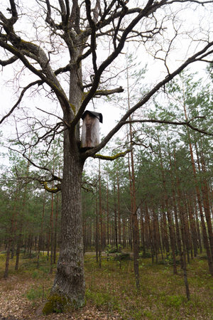 An old oak tree in the middle of the forest with a beehive on a branch