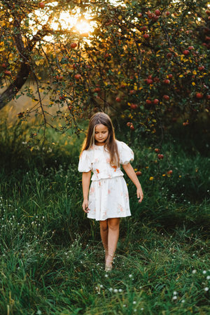 A beautiful girl is walking barefoot in an apple orchard at sunsetの写真素材