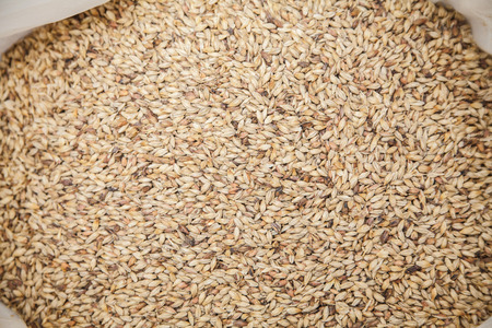 Malt grains background. Ingredient for beer productionの写真素材