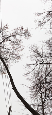 Ultrahigh resolution abstract background. Tree branches silhouette without leaves on pale white sky