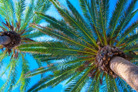Tropical palm trees near blue sea. Exotic summer vacation.の写真素材