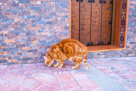 red Cat near wooden door on the toun streetの写真素材