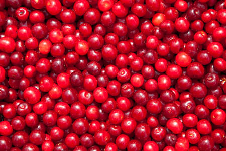 Background from ripe red cherries.の写真素材