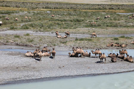 Bactrian camels by the river in the Altai Republic.の写真素材
