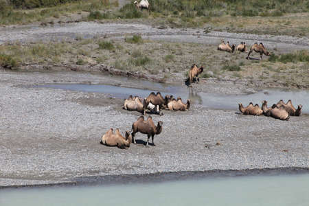 Bactrian camels by the river in the Altai Republic.の写真素材