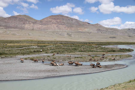 Bactrian camels by the river in the Altai Republic.の写真素材
