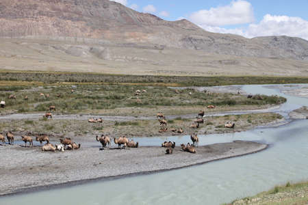 Bactrian camels by the river in the Altai Republic. Altai, Russia.