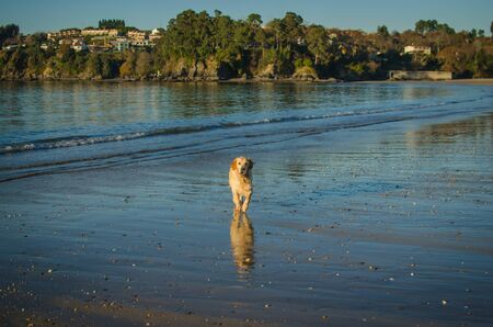 A golden retriever dog in the beachの写真素材