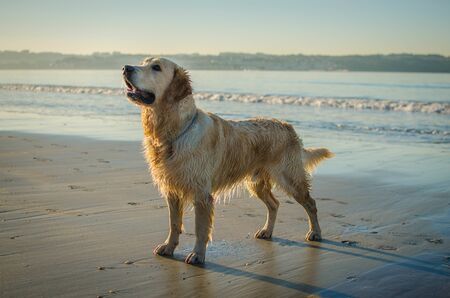 A golden retriever dog in the beachの写真素材