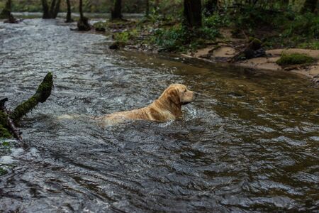 A golden retriever dog in the forest with a river swimming and runningの写真素材