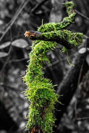 stick and branch with green moss in the forestの写真素材