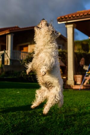 Westy trained dog taking a vertical leapの写真素材