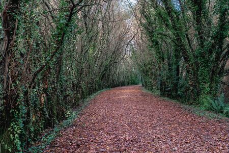 Path of fallen leaves in a autumn afternoonの写真素材