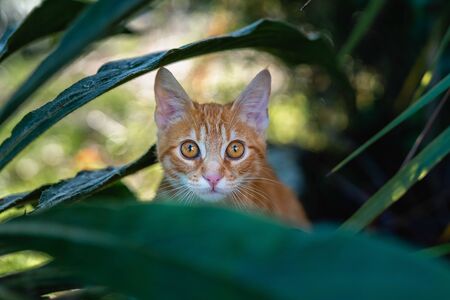 Young Kitten Is Hunting outdoors On Green Grassの写真素材