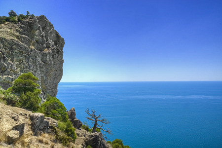 Dry pine on a rockの写真素材