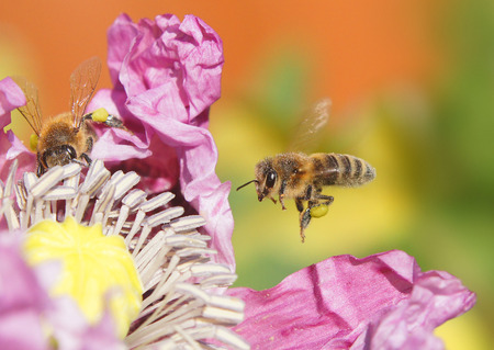 Closeup of bee near flowerの写真素材