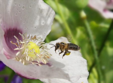 Bee collects poppyの写真素材