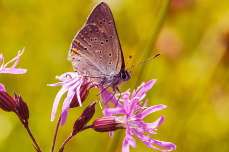 Close-up photo of polyommatus icarus which sits on a flowerの写真素材