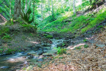 Mountain river in the forest