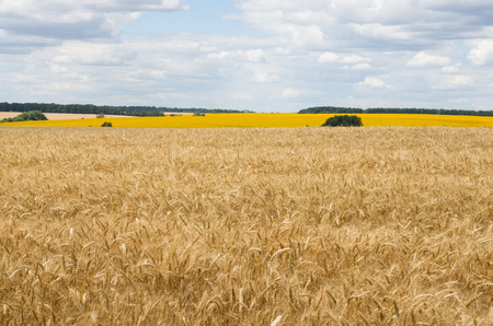 Wheat and rapeseed field under overcastの写真素材