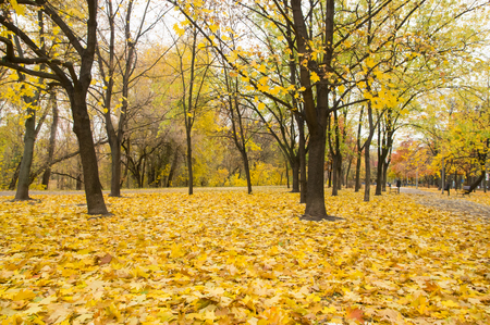 Yellow leaves of autumn park in the cityの写真素材