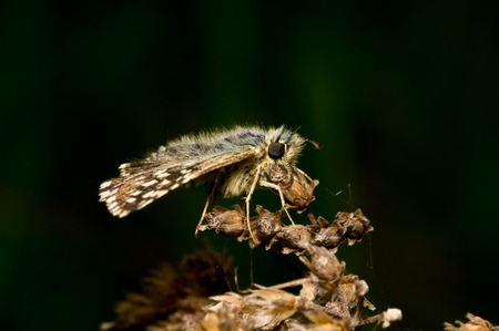 Petite butterfly sitting on a dry flowerの写真素材