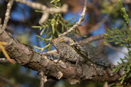 Big cicada sitting on a tree branchの写真素材