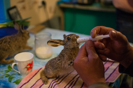 Young hare is eating milk from syringeの写真素材