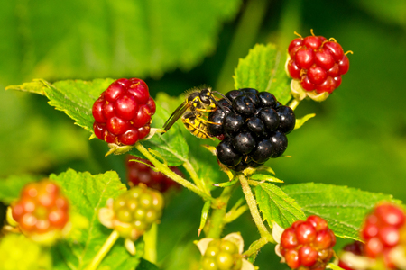 Wasp is eating big blackberryの写真素材